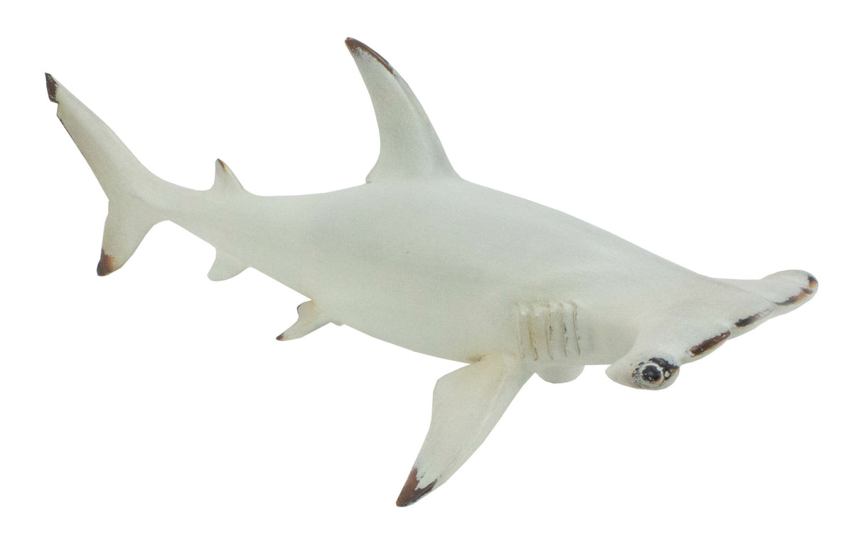 Hammerhead Shark Sculpture – Resin