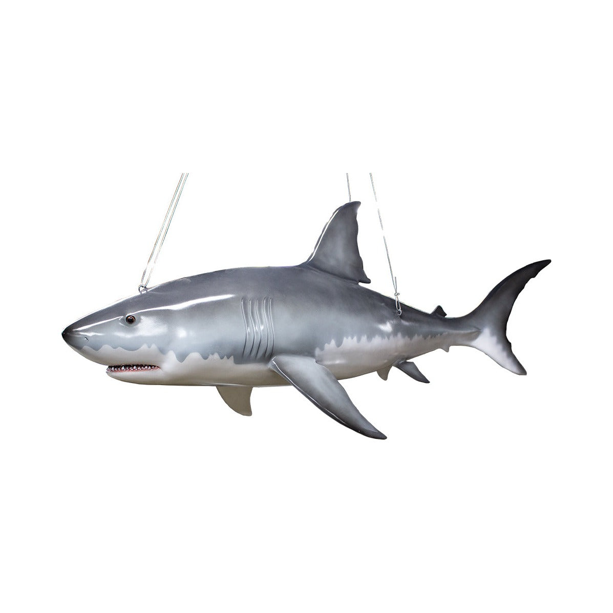 Great White Shark