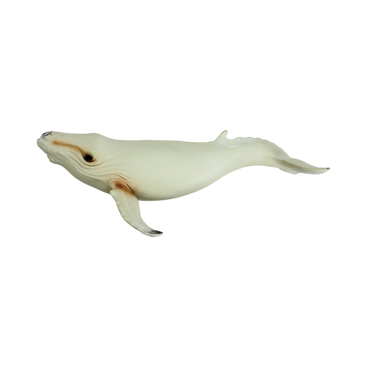 Wall Humpback