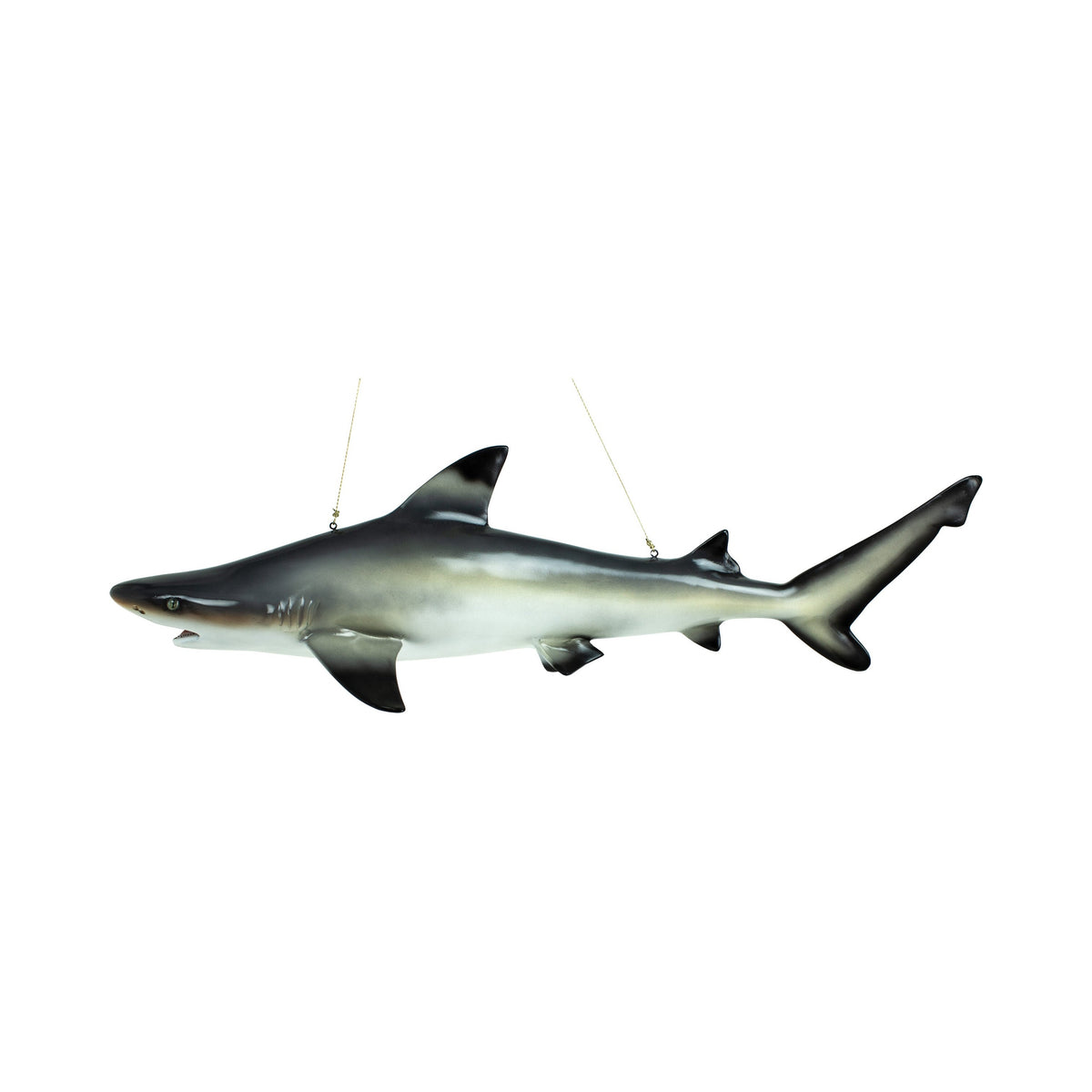 Reef Shark