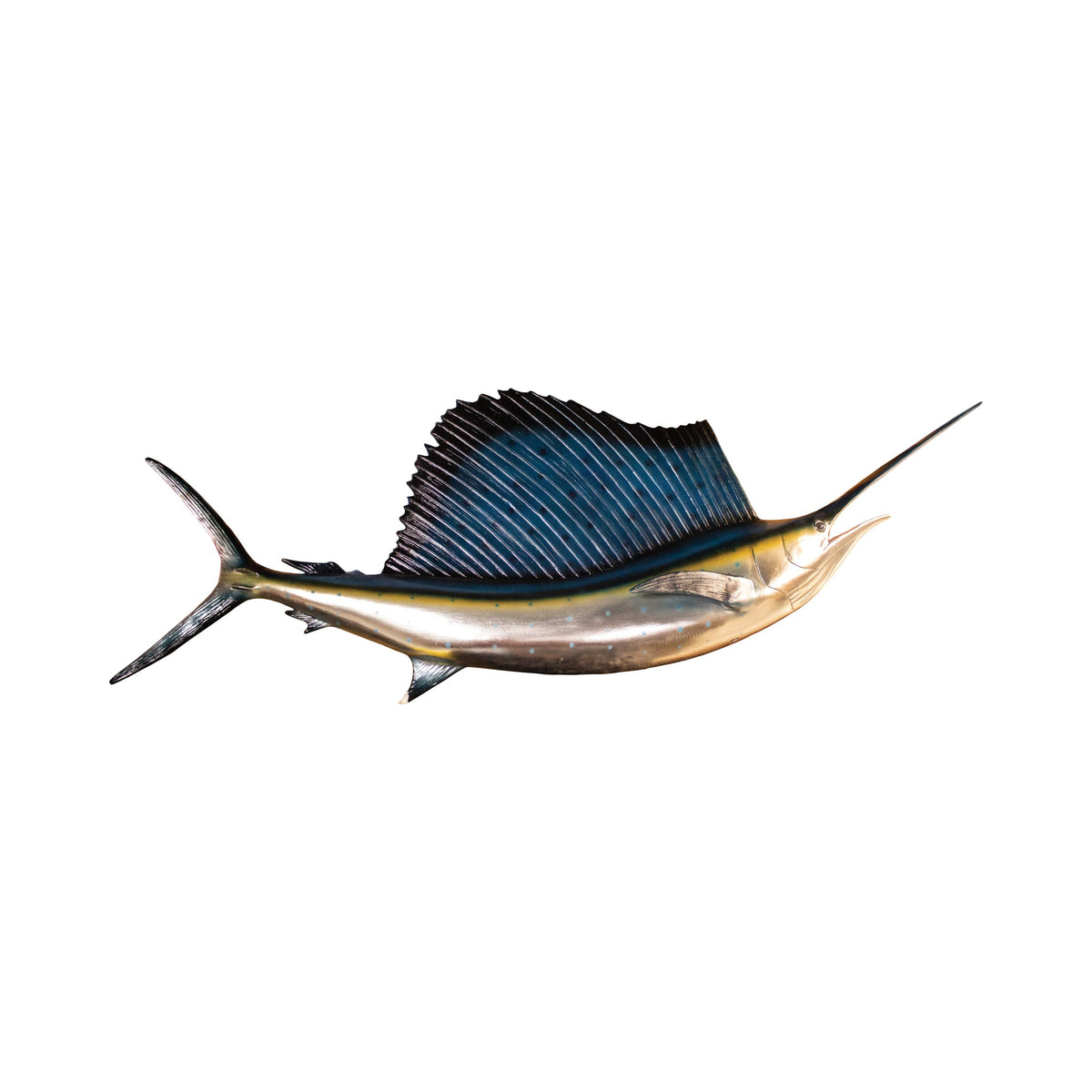 Sailfish