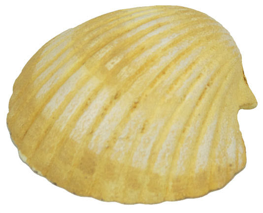 Scallop Shell – (Pkg. 6)
