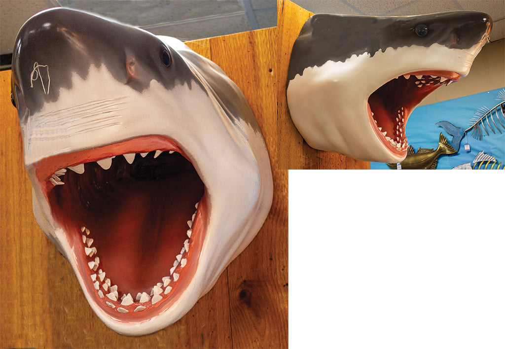 Great White Shark’s Head
