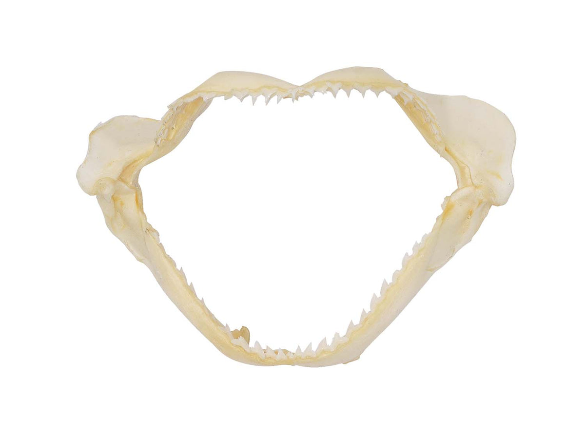 Shark Jaw (pkg. 12)