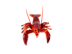 Lobster - Red (Pkg. 2)